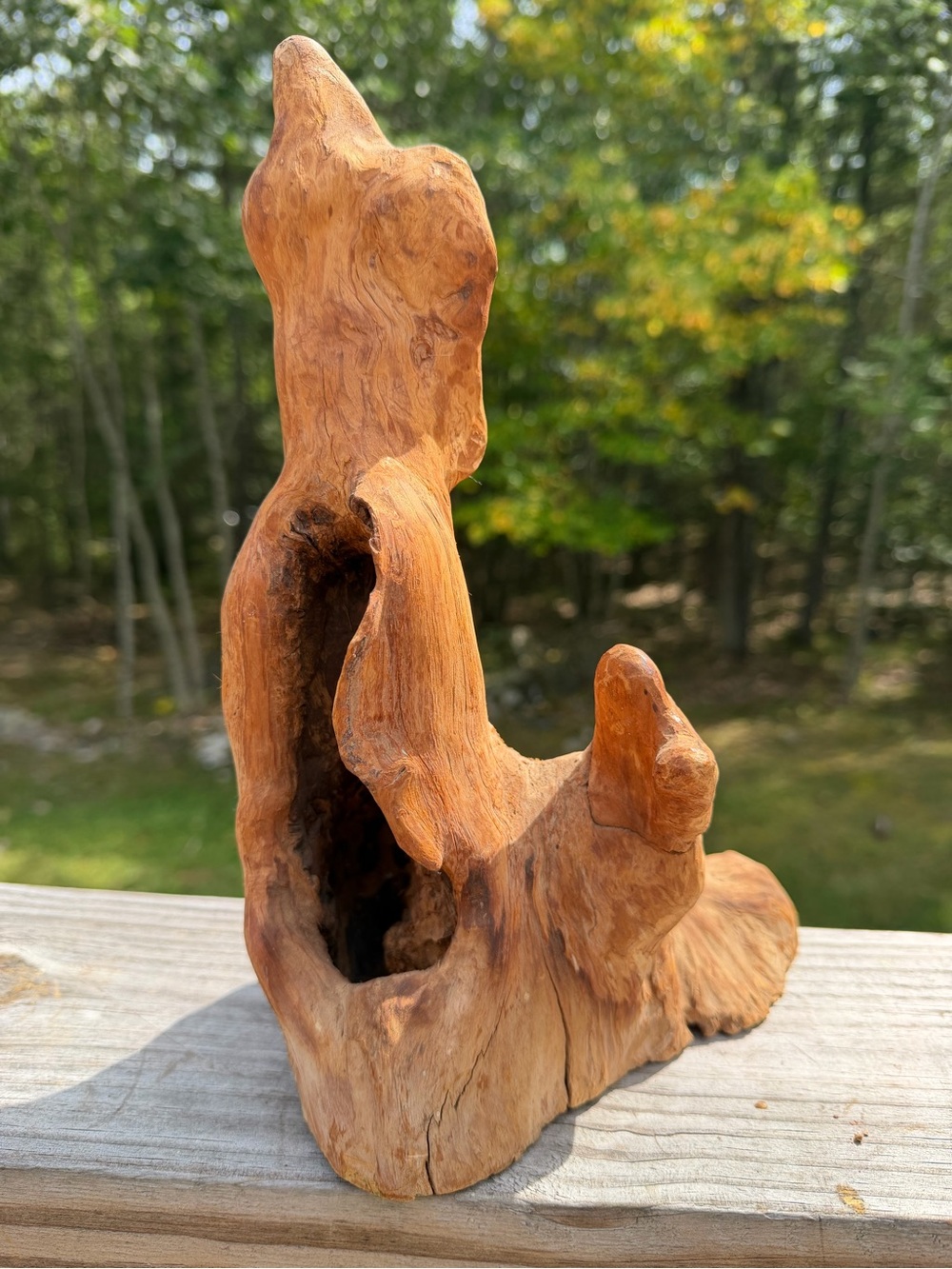 Ornamental Wood | Organic Bio Decor | Versatile!